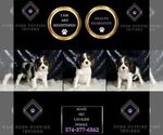 Small #1 Cavalier King Charles Spaniel