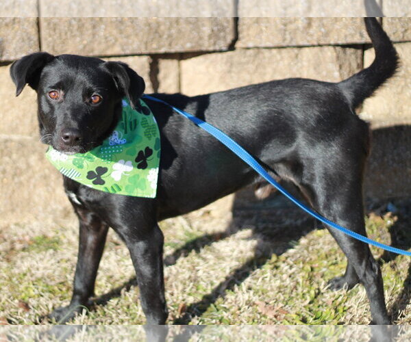 Medium Photo #11 Aussiedor Puppy For Sale in Cookeville, TN, USA