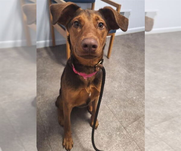 Medium Photo #2 Doberman Pinscher-Unknown Mix Puppy For Sale in Gloversville, NY, USA