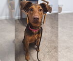 Small #1 Doberman Pinscher Mix