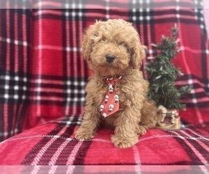 Cock-A-Poo Puppy for sale in LAKELAND, FL, USA