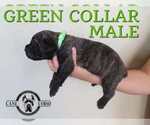 Small #2 Cane Corso