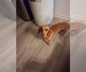 Mother of the Dachshund puppies born on 03/31/2026