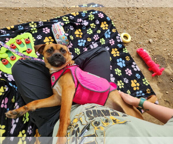 Medium Photo #8 Mutt Puppy For Sale in Philadelphia, PA, USA