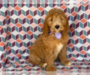 Goldendoodle Puppy for sale in LANCASTER, PA, USA
