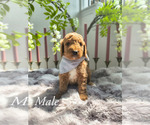 Small #2 Goldendoodle