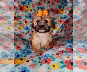 Zuchon Puppy for sale in SPARTA, WI, USA