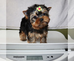 Small #4 Yorkshire Terrier