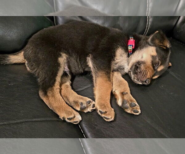 Medium Photo #4 Shepradors Puppy For Sale in Princeton, MN, USA