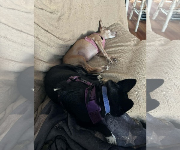 Medium Photo #7 Chihuahua Puppy For Sale in Middlesex, VT, USA