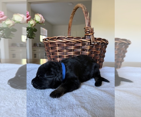 Medium Photo #2 German Shepherd Dog Puppy For Sale in PORTLAND, OR, USA