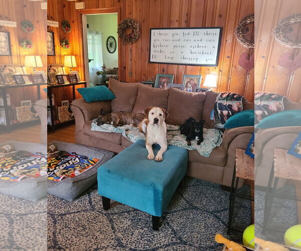 Medium Photo #6 Bullboxer Pit Puppy For Sale in McDonough, GA, USA