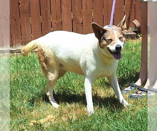 Medium Photo #4 Mutt Puppy For Sale in Wetumpka, AL, USA