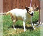 Small #3 Mutt