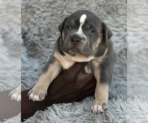 American Bully Puppy for sale in CHAMPAIGN, IL, USA