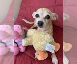 Chihuahua-Unknown Mix Dogs for adoption in Cranston, RI, USA
