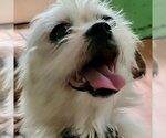 Small Chihuahua Mix