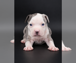 Uriel - Male American Bully Puppy for Sale - Photo #2