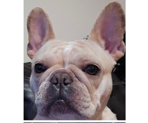 Mother of the French Bulldog puppies born on 06/03/2026