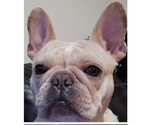 Small Photo #1 French Bulldog Puppy For Sale in CLARKSVILLE, OH, USA