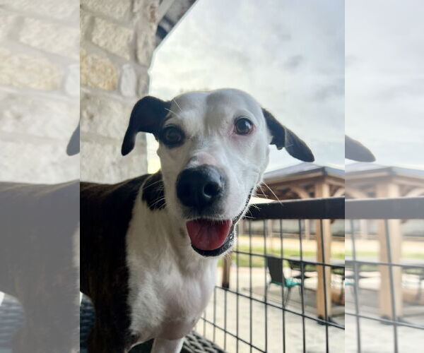 Medium Photo #2 Catahoula Leopard Dog-Whippet Mix Puppy For Sale in Pleasanton, TX, USA