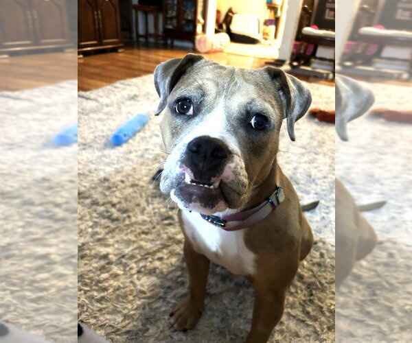 Medium Photo #2 Boxer-Unknown Mix Puppy For Sale in Germanton, TN, USA