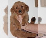 Small Photo #2 Golden Retriever Puppy For Sale in PLACERVILLE, CA, USA