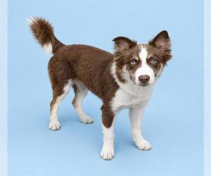 Australian Shepherd-Unknown Mix Dogs for adoption in HESPERIA, CA, USA
