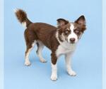 Small Australian Shepherd Mix