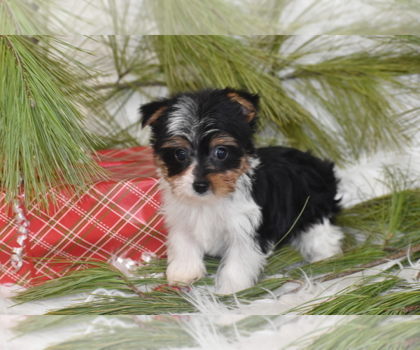 Medium Photo #3 Yorkshire Terrier Puppy For Sale in ELDORADO, OH, USA