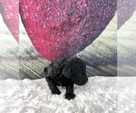 Small Photo #6 Bernedoodle (Miniature) Puppy For Sale in UNIONVILLE, IA, USA