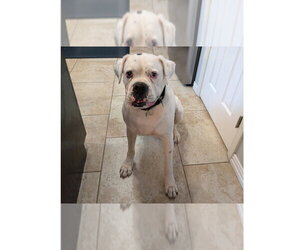 Adnan - Male Boxer Dog for Adoption - Photo #5
