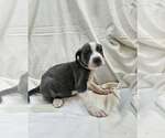 Small #2 Mutt