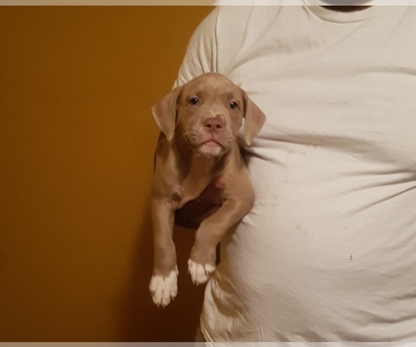 Medium Photo #1 American Pit Bull Terrier Puppy For Sale in JACKSONVILLE, NC, USA