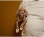 Small Photo #1 American Pit Bull Terrier Puppy For Sale in JACKSONVILLE, NC, USA