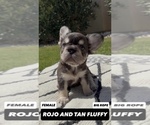 Small #5 French Bulldog