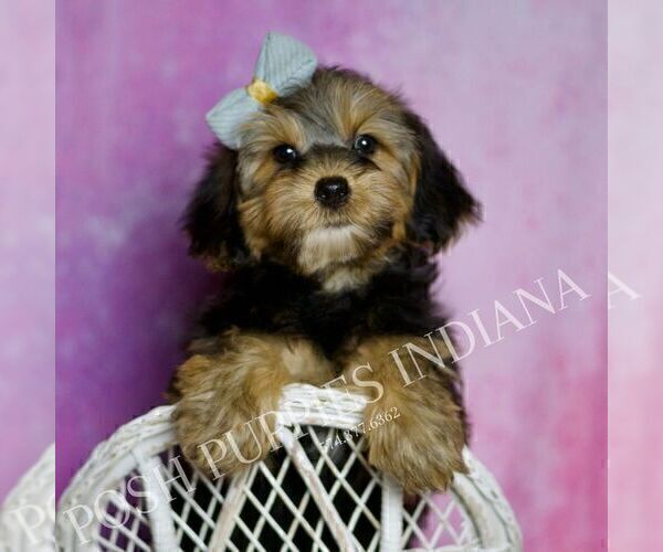Medium Photo #39 Yorkipoo Puppy For Sale in WARSAW, IN, USA