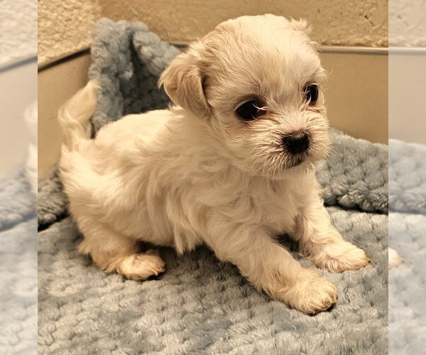 Medium Photo #1 Mal-Shi Puppy For Sale in Olalla, WA, USA