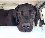 Small Photo #7 Great Dane-Labrador Retriever Mix Puppy For Sale in Mount Airy, NC, USA