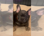 Small #2 French Bulldog