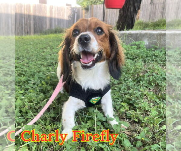 Medium Photo #3 Dachshund-Unknown Mix Puppy For Sale in San Antonio, TX, USA