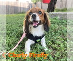 Small #2 Dachshund Mix