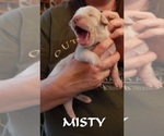 Puppy Misty Great Dane