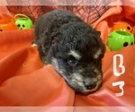 Small Photo #3 Alaskan Malamute Puppy For Sale in BASSETT, VA, USA