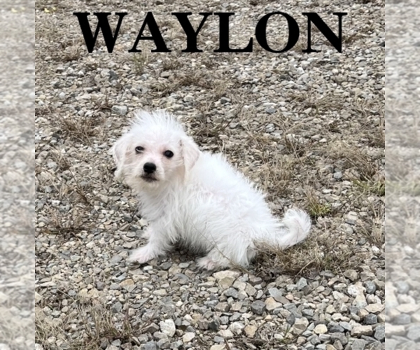 Medium Photo #1 Schnoodle (Miniature) Puppy For Sale in HARTLAND, MN, USA