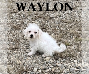 Schnoodle (Miniature) Puppy for sale in HARTLAND, MN, USA