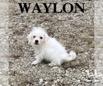 Waylon - Male Schnoodle (Miniature) Puppy for Sale - Small photo