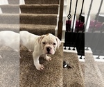 Small Photo #3 American Bulldog Puppy For Sale in WAXAHACHIE, TX, USA
