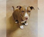 Small #2 Mutt