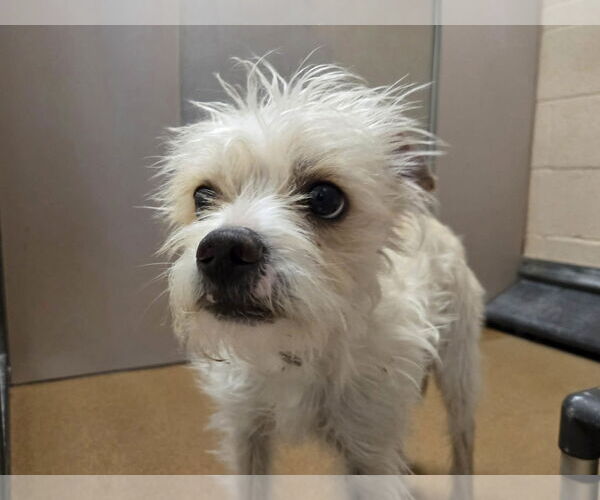 Medium Photo #1 Mutt Puppy For Sale in Martinez, CA, USA